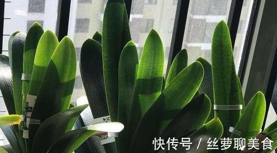 休眠|君子兰难度夏？掌握“1多3少”，顺利度夏，天一凉快，叶肥花多