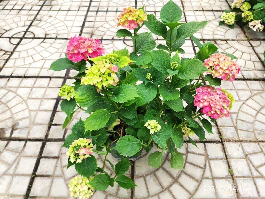 花手鞠|夏天扦插最好活，剪个枝条插土里，10天就生根