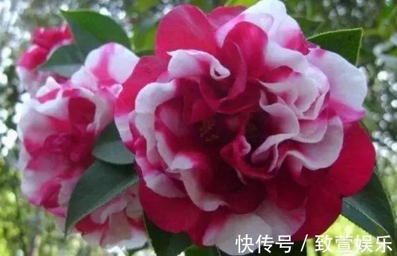 烂根|悄悄告诉你,盆里撒点“它”,不花1分钱,不黄叶烂根,养啥都旺