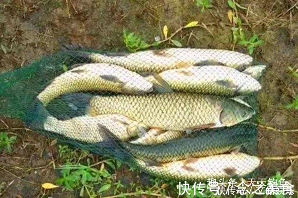 民间野钓饵料偏方几个大蒜饵料配方,小鱼绝对不沾,专门钓大鱼