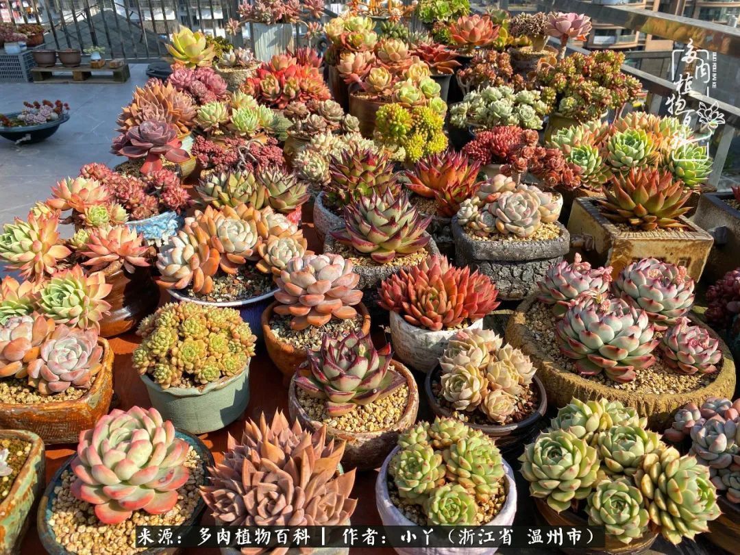 祖上无院家里无矿,一腔浪漫情怀付诸楼顶造花!