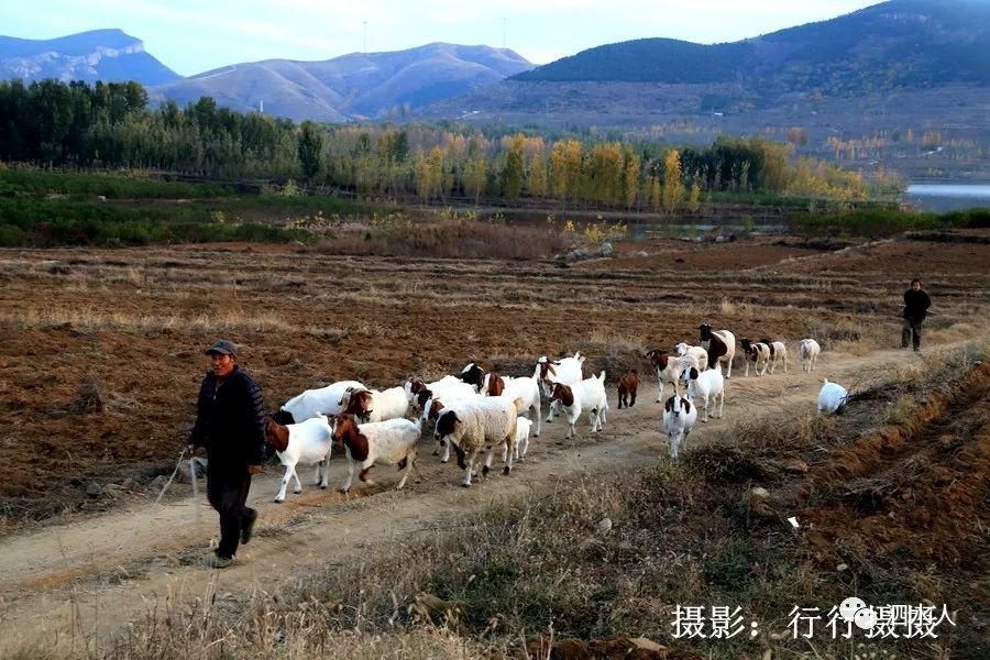  卧虎|新发现！泗水有一宛若卧虎的山，秋色正艳美如画