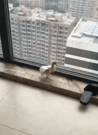 |搞笑趣图:有这样的媳妇,没法好好睡觉了