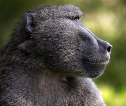 狒狒|35年前移植狒狒心脏的那个女孩,活了多久异种移植可行吗