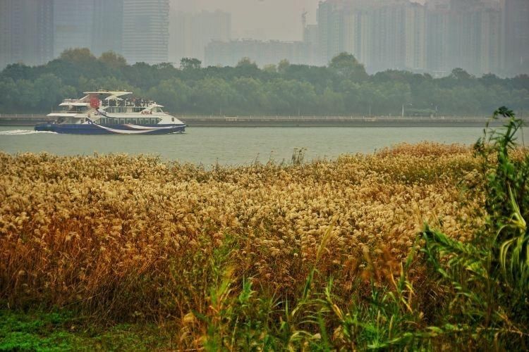 江滨|城中“沙家浜”江滨芦苇荡