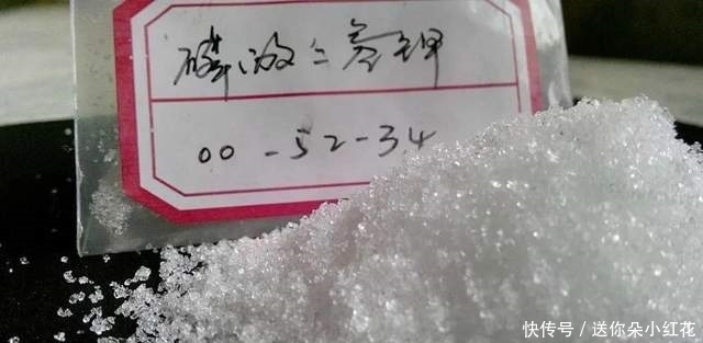 冬天如何使用“磷酸二氢钾”给长寿花促花?