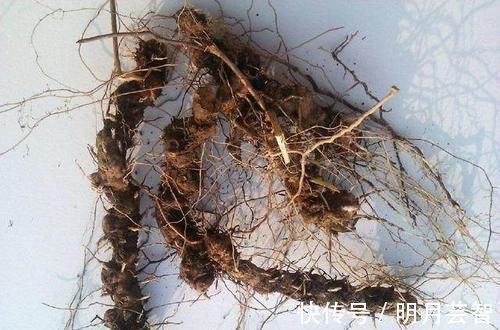 金不换|农村一种平凡的野草,地下藏着“金不换”,泡酒是养生神器