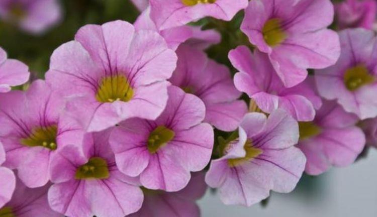 养花试试此几种,一个种球就能爆盆,花开枝繁叶茂,美极了