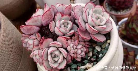 养分|单头多肉如何变多头?最简单的打开方式,新手也会!