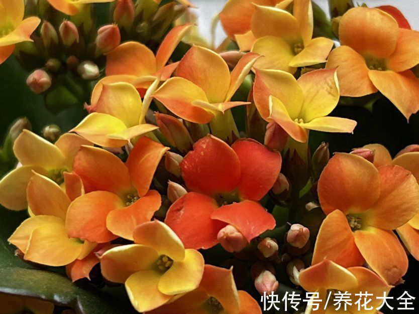 娇滴滴的3种花，实际上很“硬气”，冬天照样开花