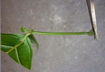 茉莉花花后这样做，一茬接着一茬开，还能一盆变多盆