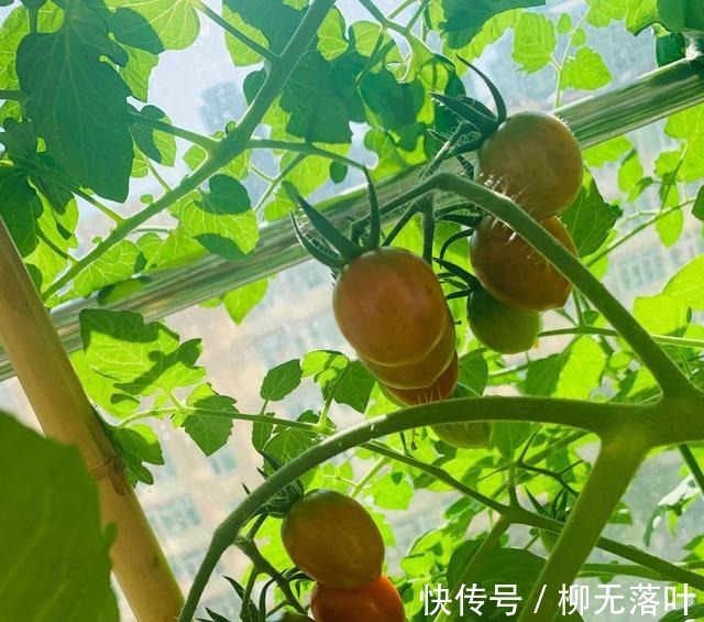 种菜|要种菜就种一盆它,肥水光照足,果子“结满一树”,漂亮又高产!