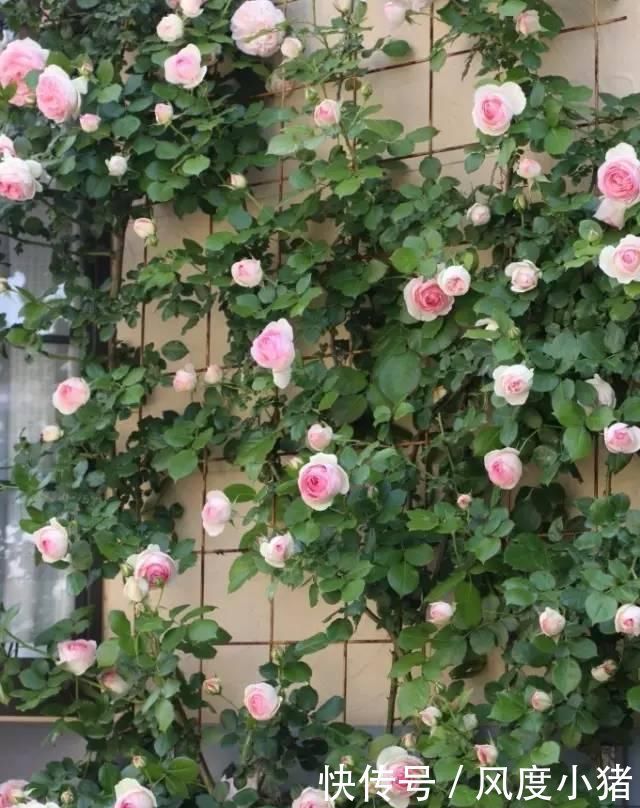 种植|家里有院子不如搞个种植池,这几样植物推荐给你