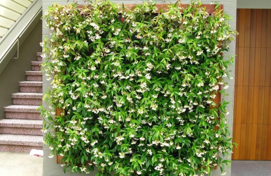 90岁老爷爷为初恋种了满院的茉莉,每次开花,就会引来路人观望