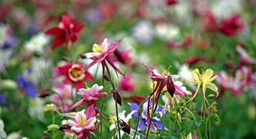 养花就养这几款 全年开花不停 颜值高 随便一养成花海 粉紫色