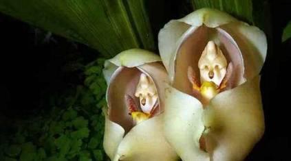 石斛兰|最全的兰花大鉴赏,看看你都见过几种兰花!