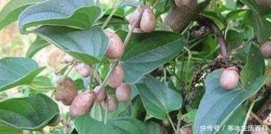 食欲|农村一种野生果子,看起来没有食欲,但是城里人花高价也没地方买