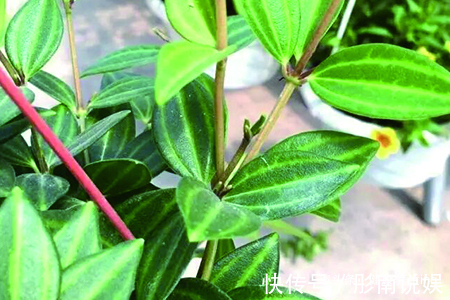 喜欢养花,不如养盆钻石翡翠,青翠光润,沁人心脾