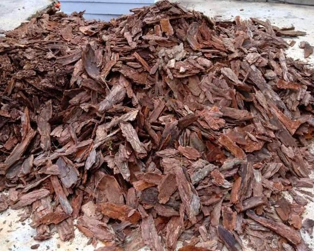 别说石竹不好养,只要把“1种东西”埋入土里,不久就会爆盆满