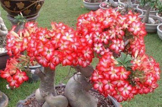 4种花寓意超好的,颜值非常高,财源滚滚,招财进宝