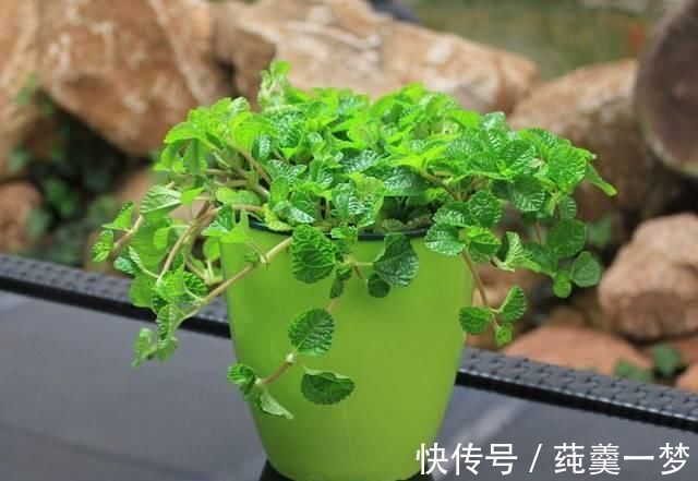 昆虫|逛花市时,这4种“花”尽量不要买,因为在家里根本养不活