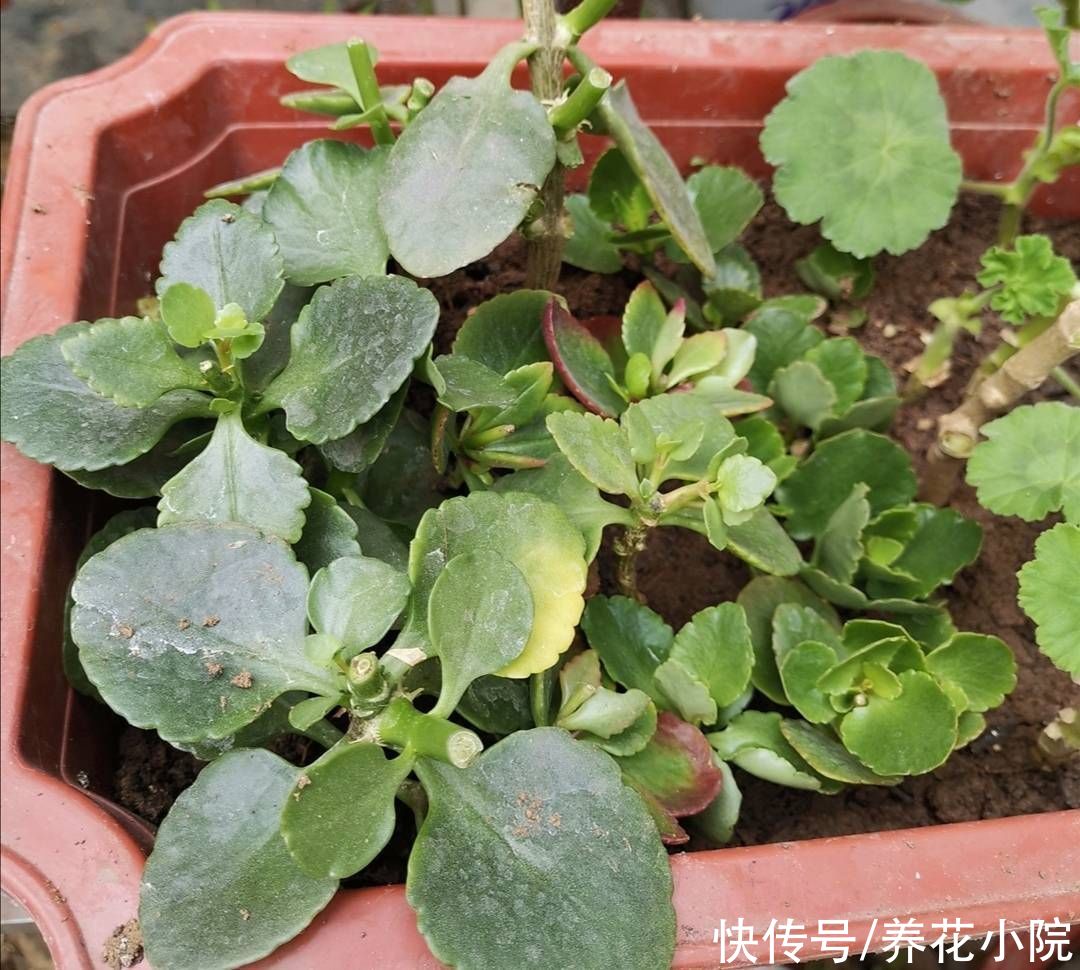 植株|9月开始，给长寿花多做4件事，让它多冒新芽，孕蕾更多