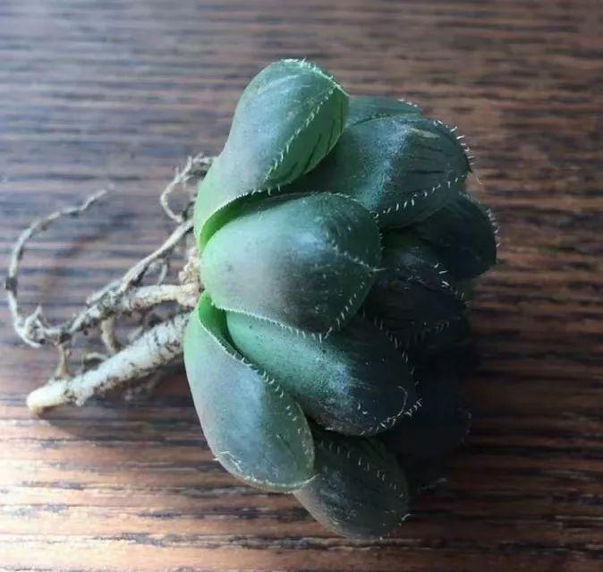 养多肉不会选盆？3个方法，教你一次选对花盆