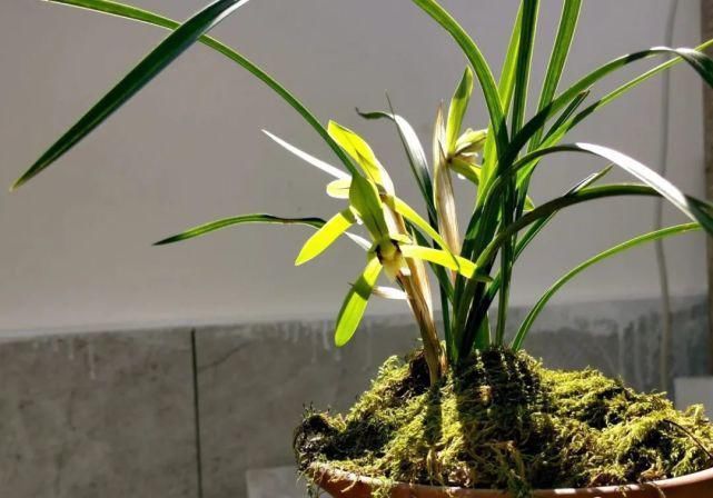 叶面肥|兰花怎么施肥?简单实用的4种方法,养好兰花不再难