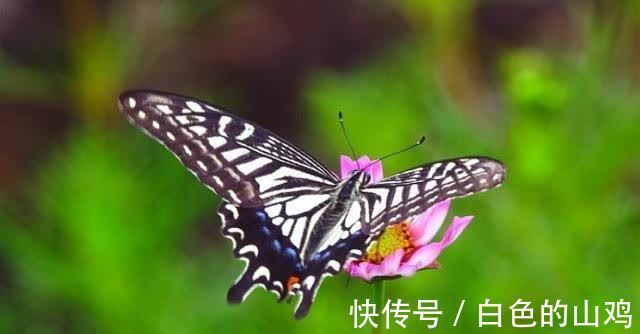 塔罗|塔罗占卜：选一只飞舞的蝴蝶，测你真正的桃花是否会出现