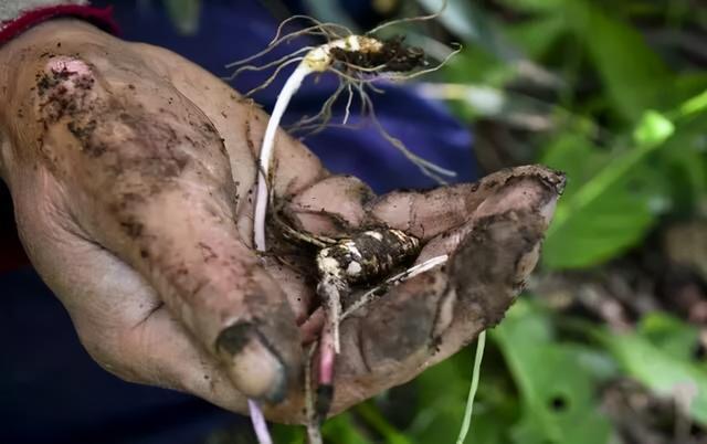 千金方|两味“补阳”食材,当“零嘴”吃,轻松把阳气积攒起来