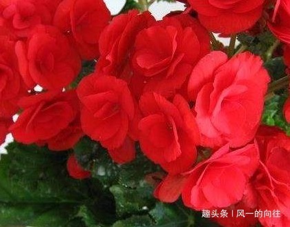 新手|这三种花养花高手都不敢养,公认的养一盆死一盆,新手慎重