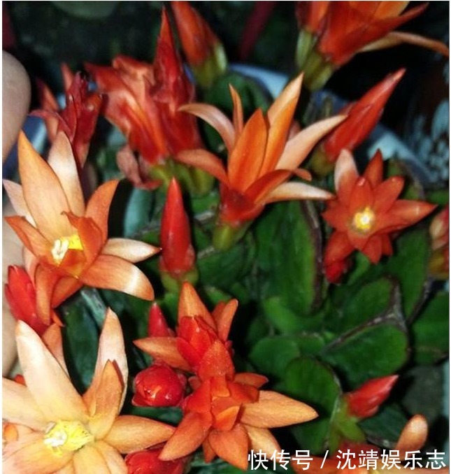 蟹爪兰|蟹爪兰修剪有“3期”，把好关，花苞多，开花非常旺盛