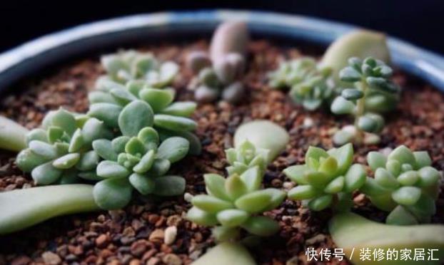 花盆|多肉叶插不能太随便,掌握好4点,每个叶片都成活,变成多肉大户