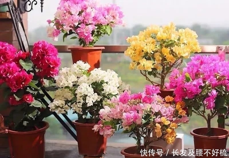 株形|六月养这四种花正合适,不怕热、不怕晒,越热越开花,繁花满枝,漂亮极了