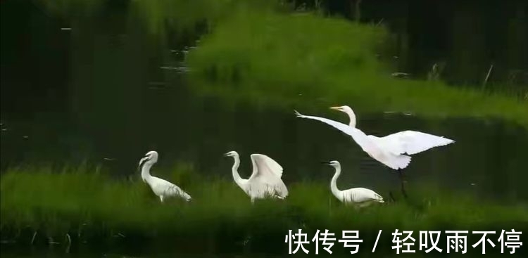 晓露@七律 梦中思(七首)