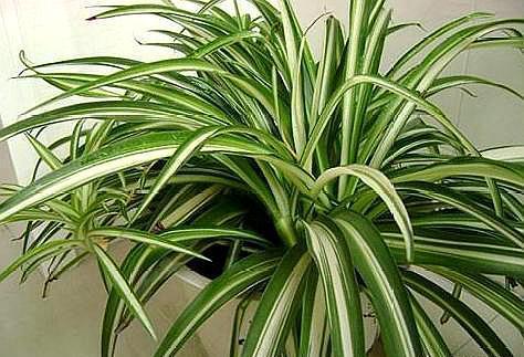 养吊兰，做好“2点”，叶片又宽、又大、油绿又肥厚！