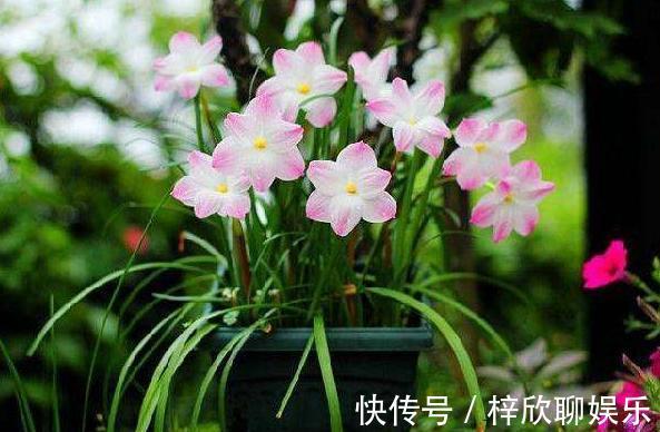 风雨兰这样养护，生长速度快开花美丽，能一直开到11月份