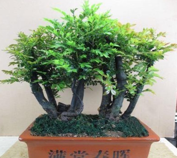 镇宅|此款花卉便宜又好养,人养花,花也养人,越养家里越干净!