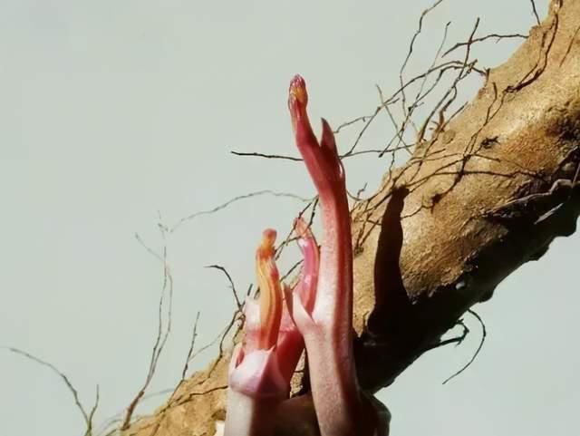 发芽的生姜、洋葱、花生……到底哪些有毒?记牢啦!