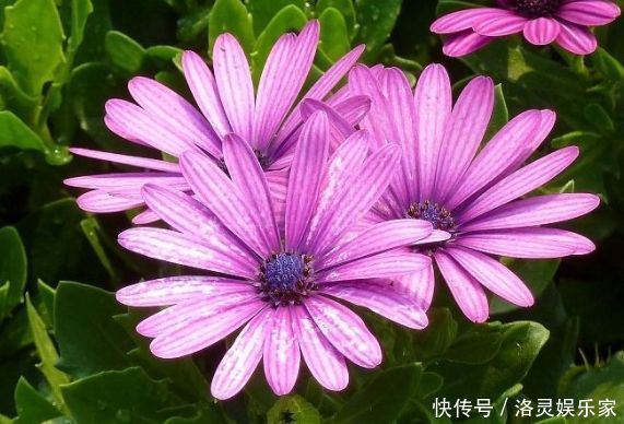 红艳|喜欢菊花,不如养盆“玫瑰精品”卡罗拉,红艳似火,太惊艳了!