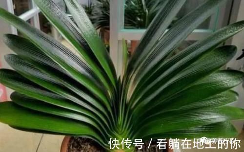 根系|君子兰叶子瘦小，不长新叶，4个方面多注意，很快恢复旺盛