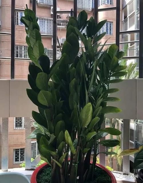 盆栽金钱树,记住“5句话”,叶子个个闪亮,萌芽更快!