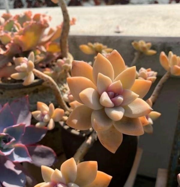 公认老桩最漂亮的多肉,紫乐未上榜,这3种普货名列前三!