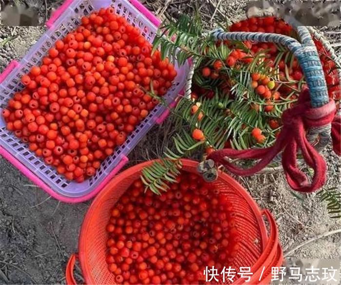 57年前被发现价值，曾一度濒危，如今有人大量种植，却沦为盆栽