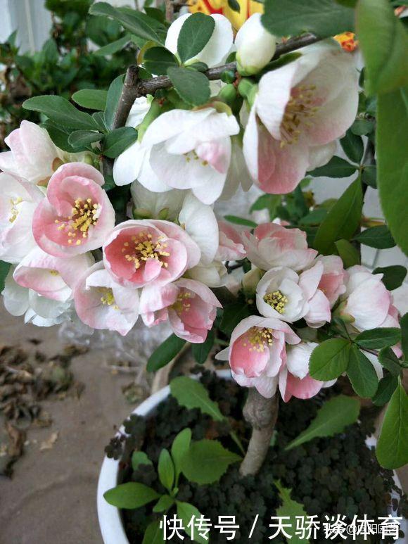 家庭养花，这5种必选，花期长开花量大，尤其是龙吐珠太美了