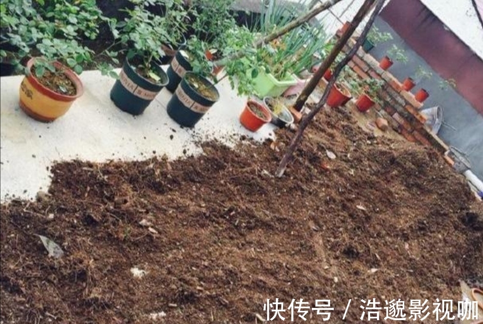 这些“垃圾”不要扔,用来养花“一级棒”,肥的流油,环保又省钱