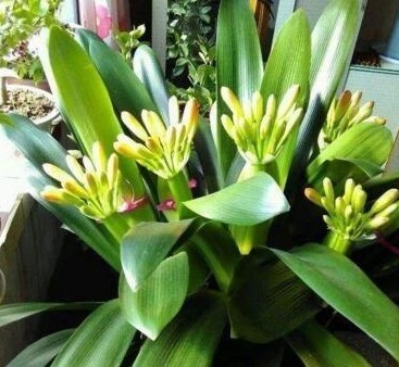 什么生根粉、维生素,都不如“1块它”,扔盆里,根壮叶绿花爆盆