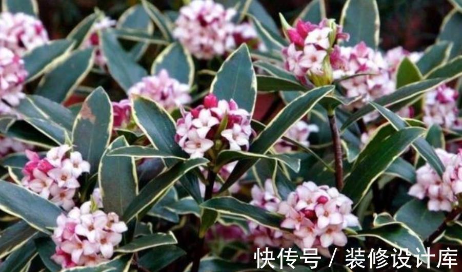 老花匠都喜欢的4种花,10月养一盆正当时,花多花美还好养