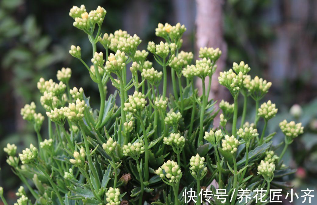 长寿花长出花苞,做好3个养护关键,花开整齐,不黄不落