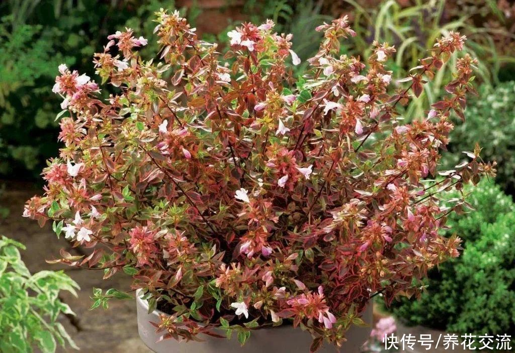 盆栽|花开灿烂的六道木，养成盆栽也好看，来看看不同的品种
